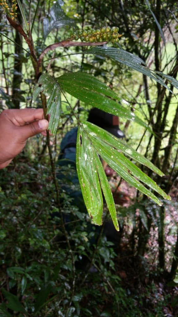Botanical specimen of Dypsis Coriacea.