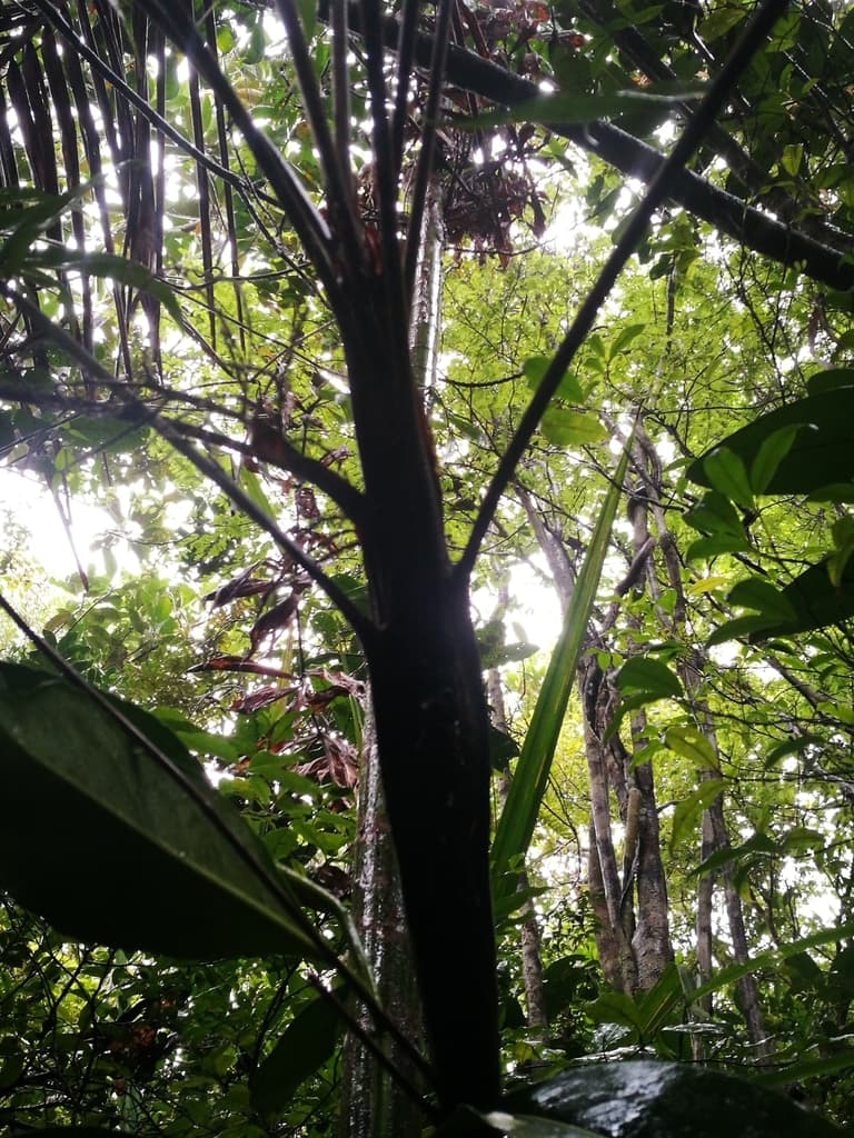 Botanical specimen of Dypsis Corniculata.