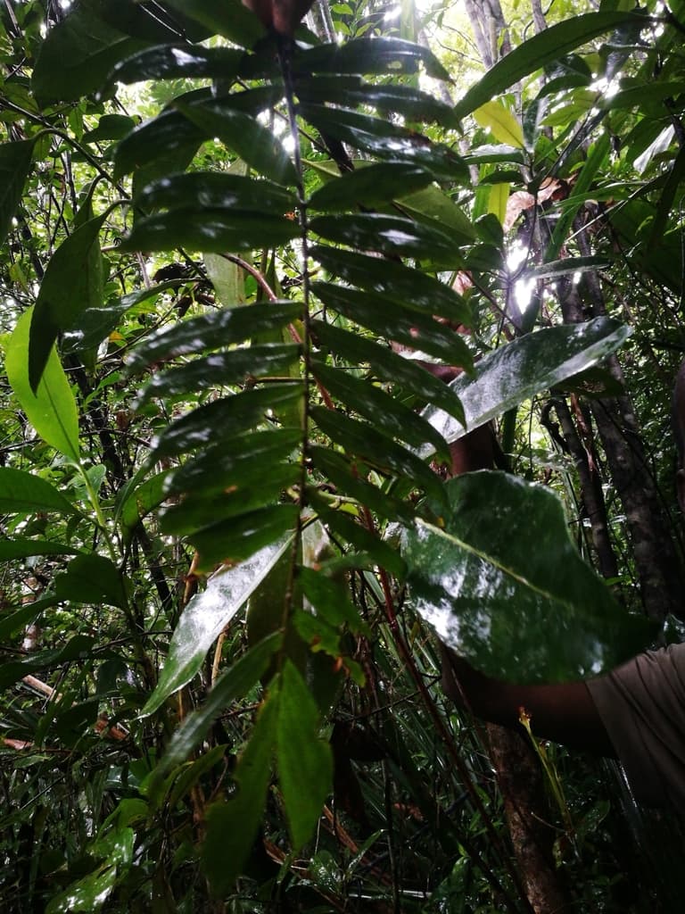 Botanical specimen of Dypsis Corniculata.
