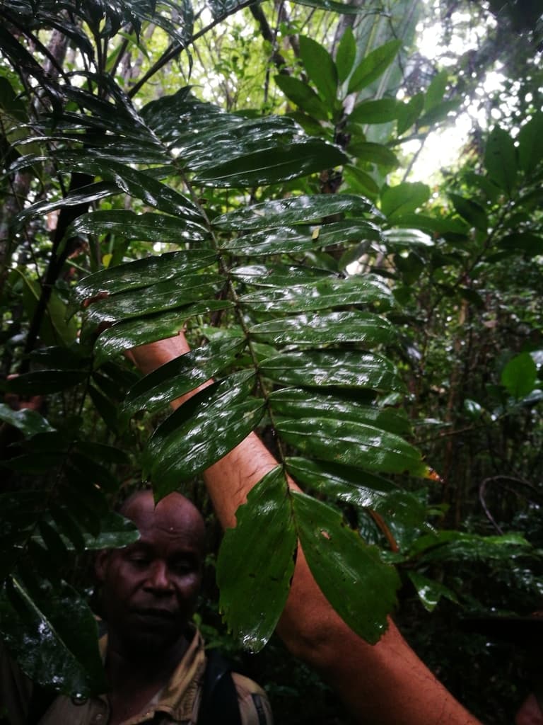 Botanical specimen of Dypsis Corniculata.