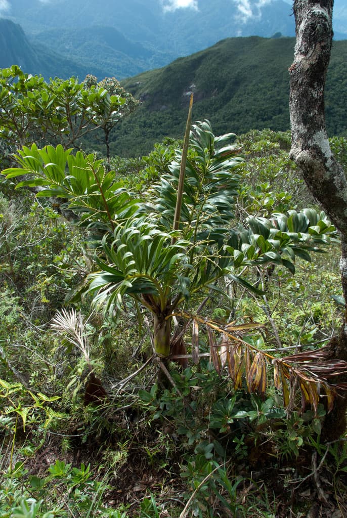 Botanical specimen of Dypsis Coursii.