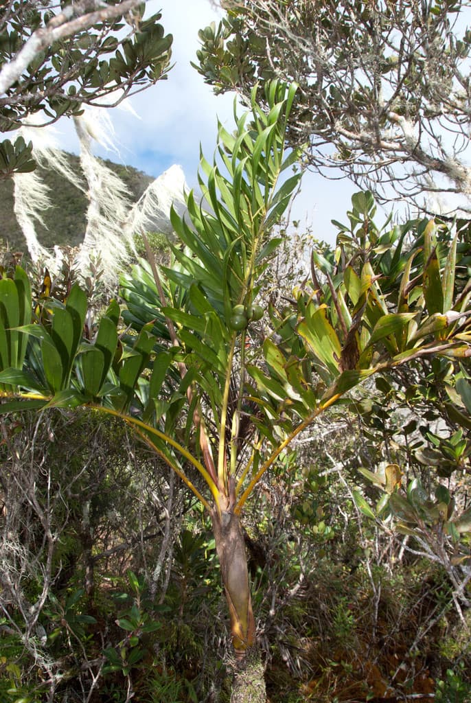 Botanical specimen of Dypsis Coursii.