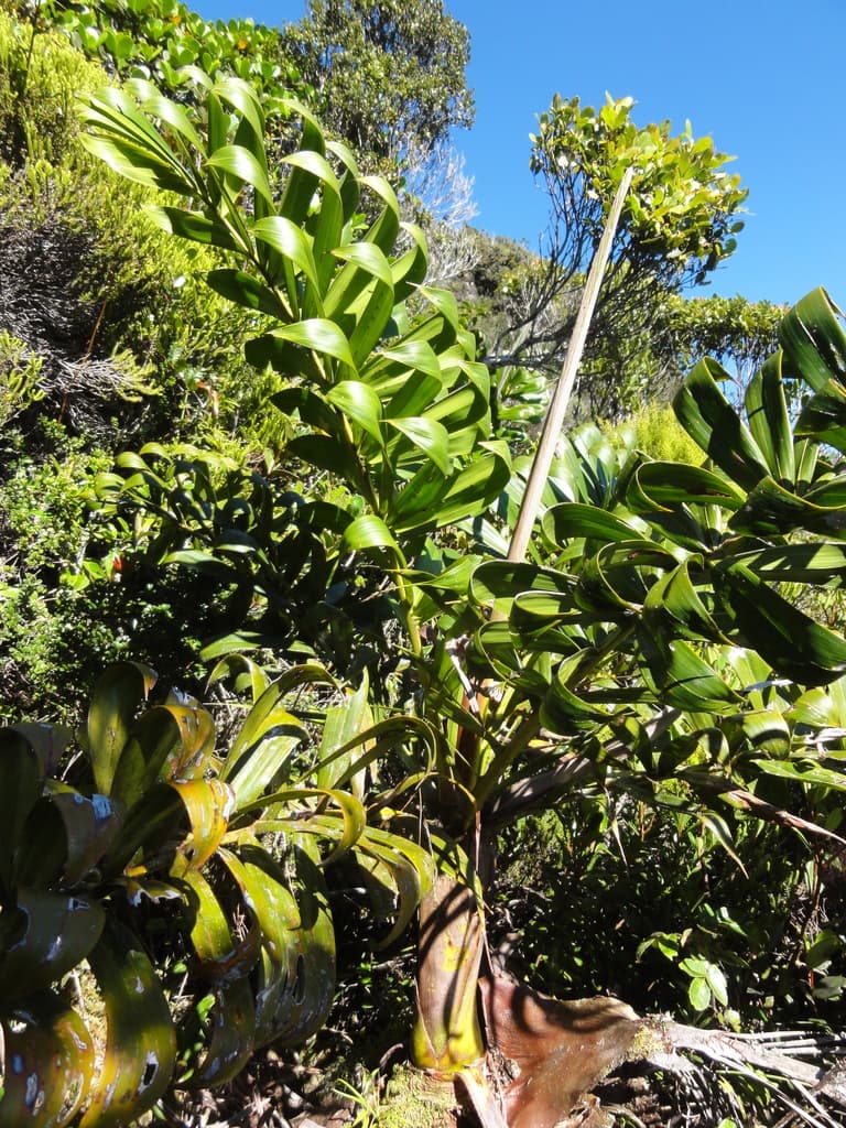 Botanical specimen of Dypsis Coursii.