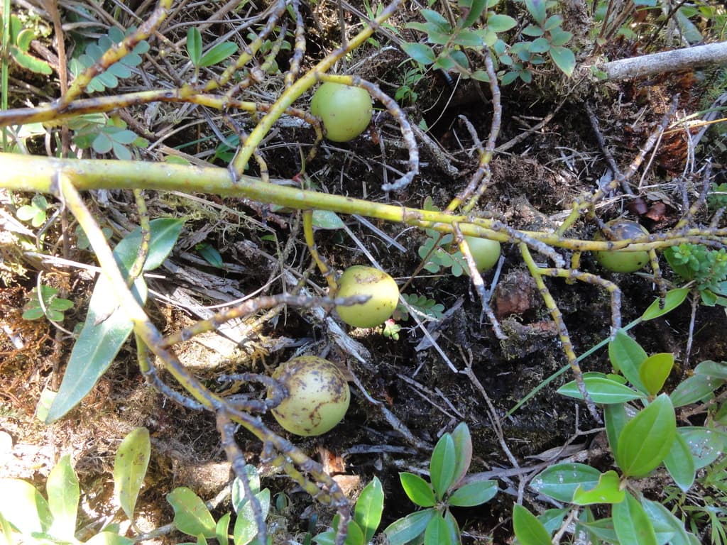 Botanical specimen of Dypsis Coursii.