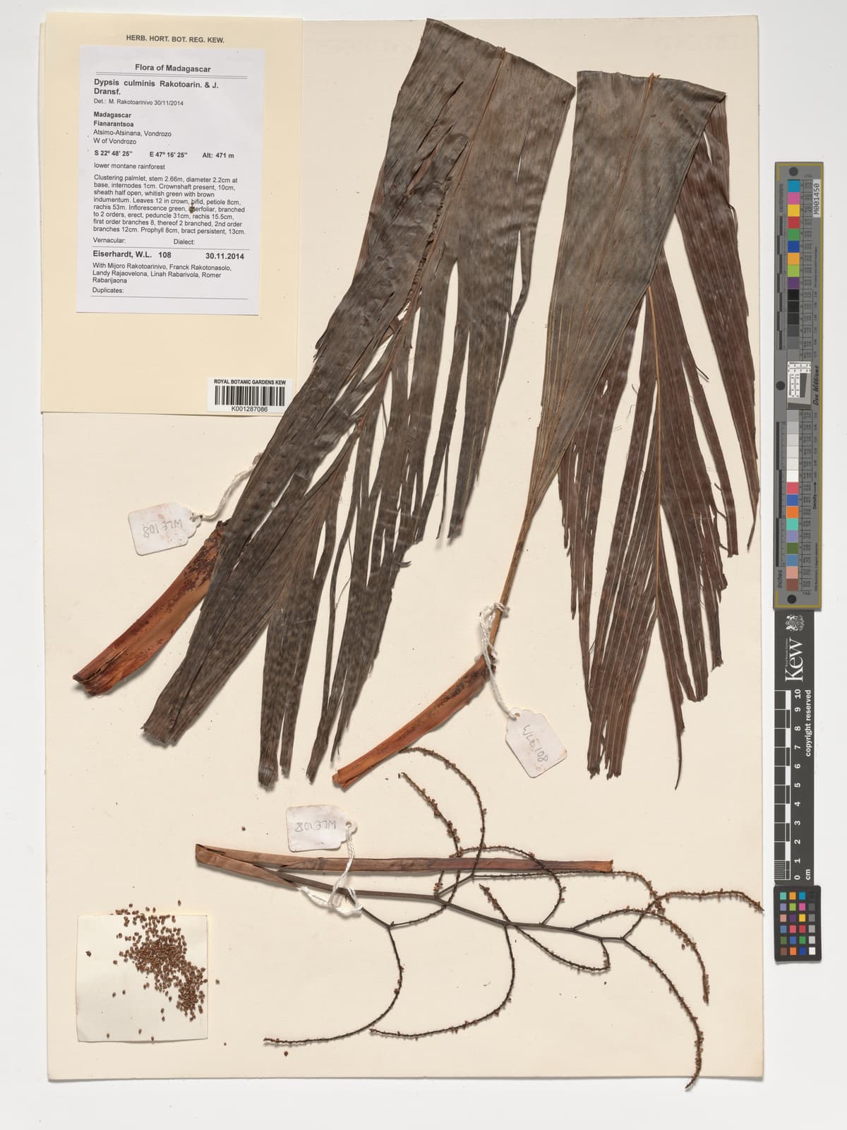 Botanical specimen of Dypsis Culminis.