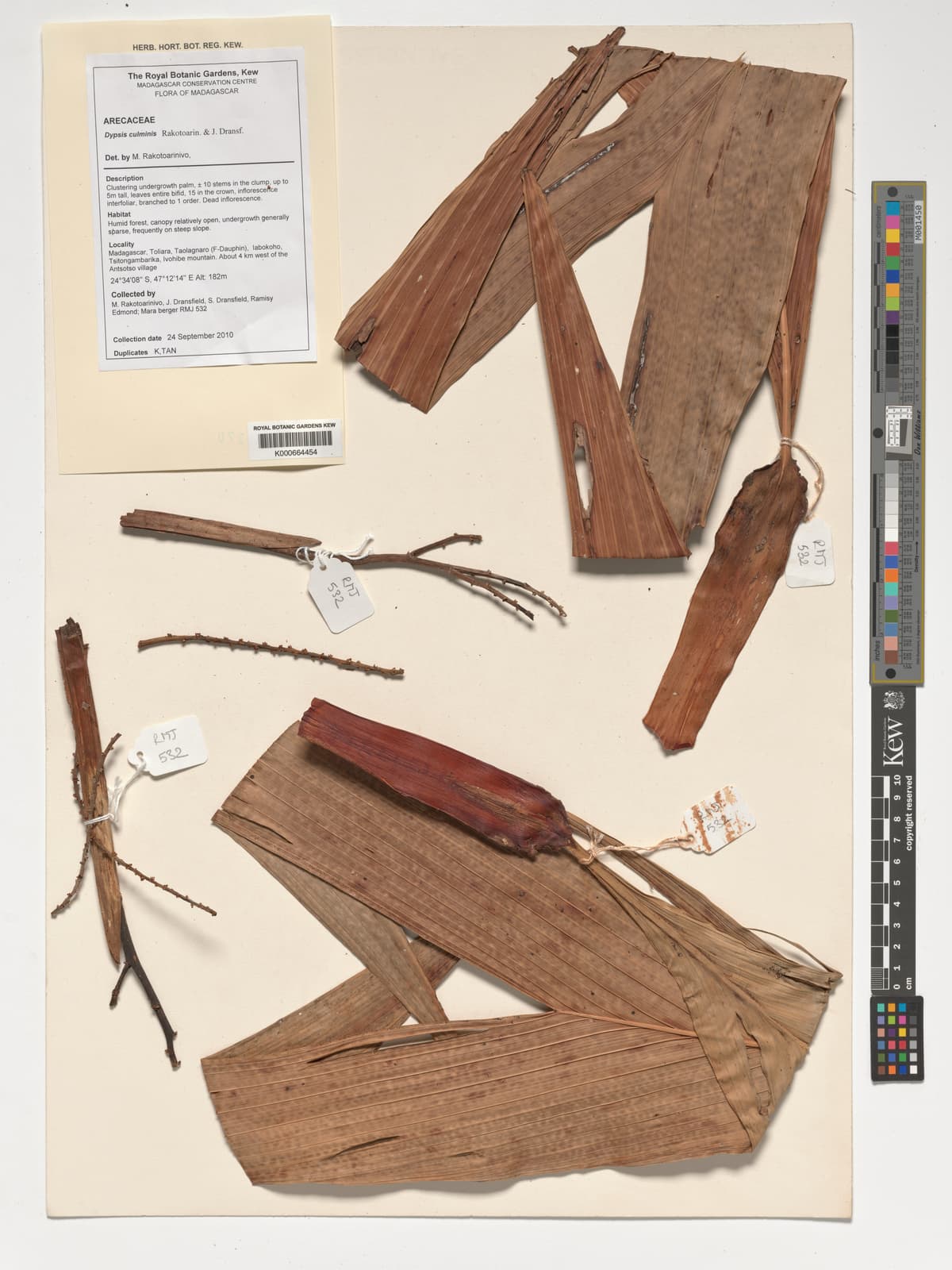 Botanical specimen of Dypsis Culminis.