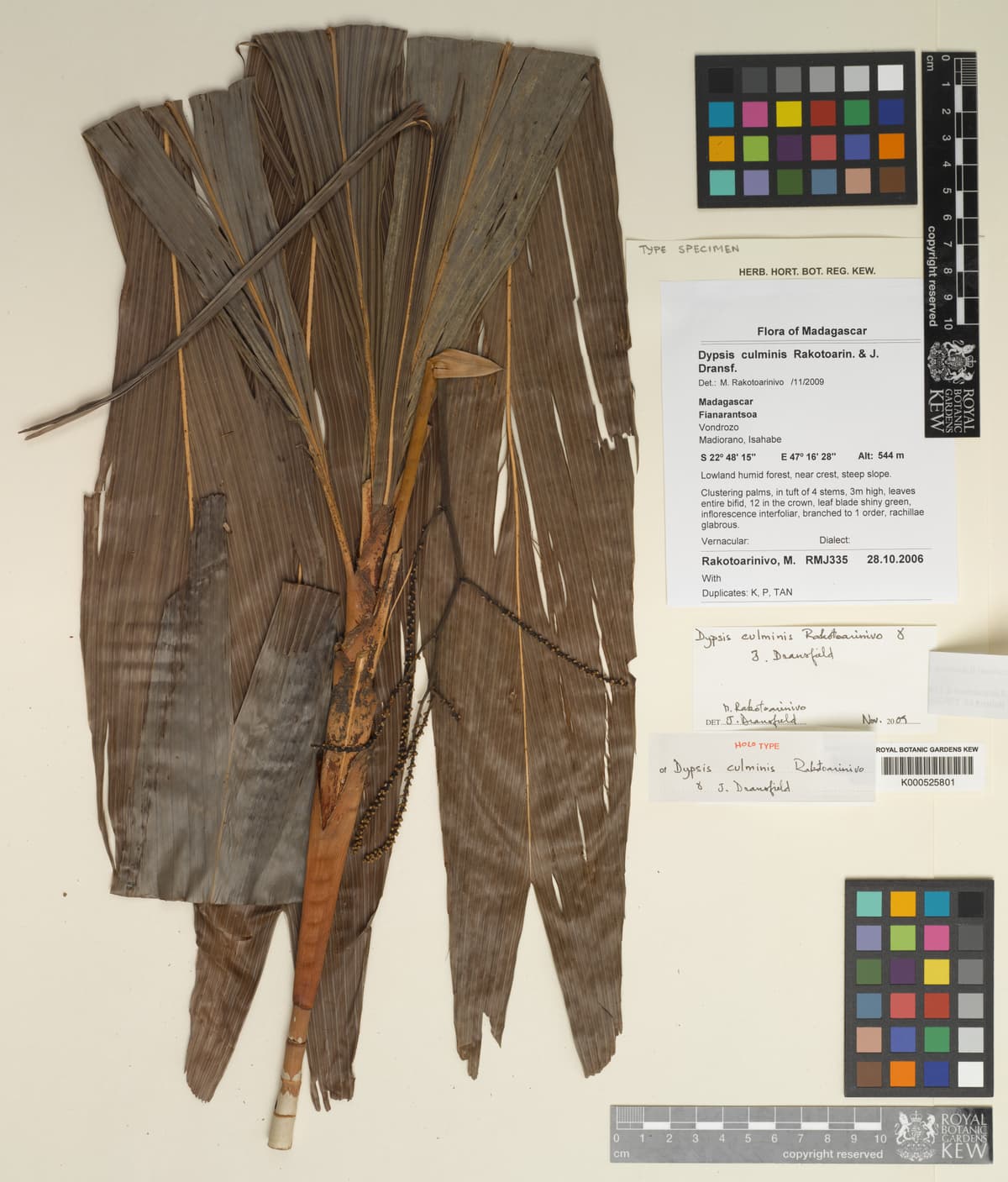Botanical specimen of Dypsis Culminis.