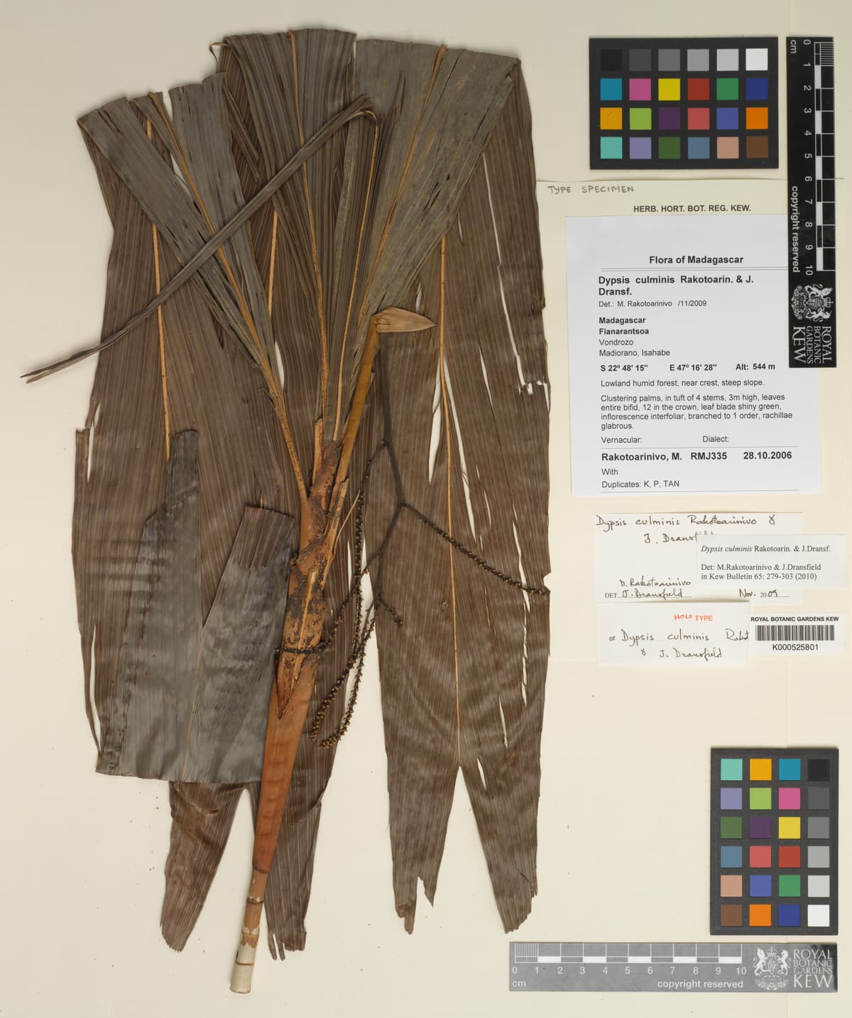 Botanical specimen of Dypsis Culminis.