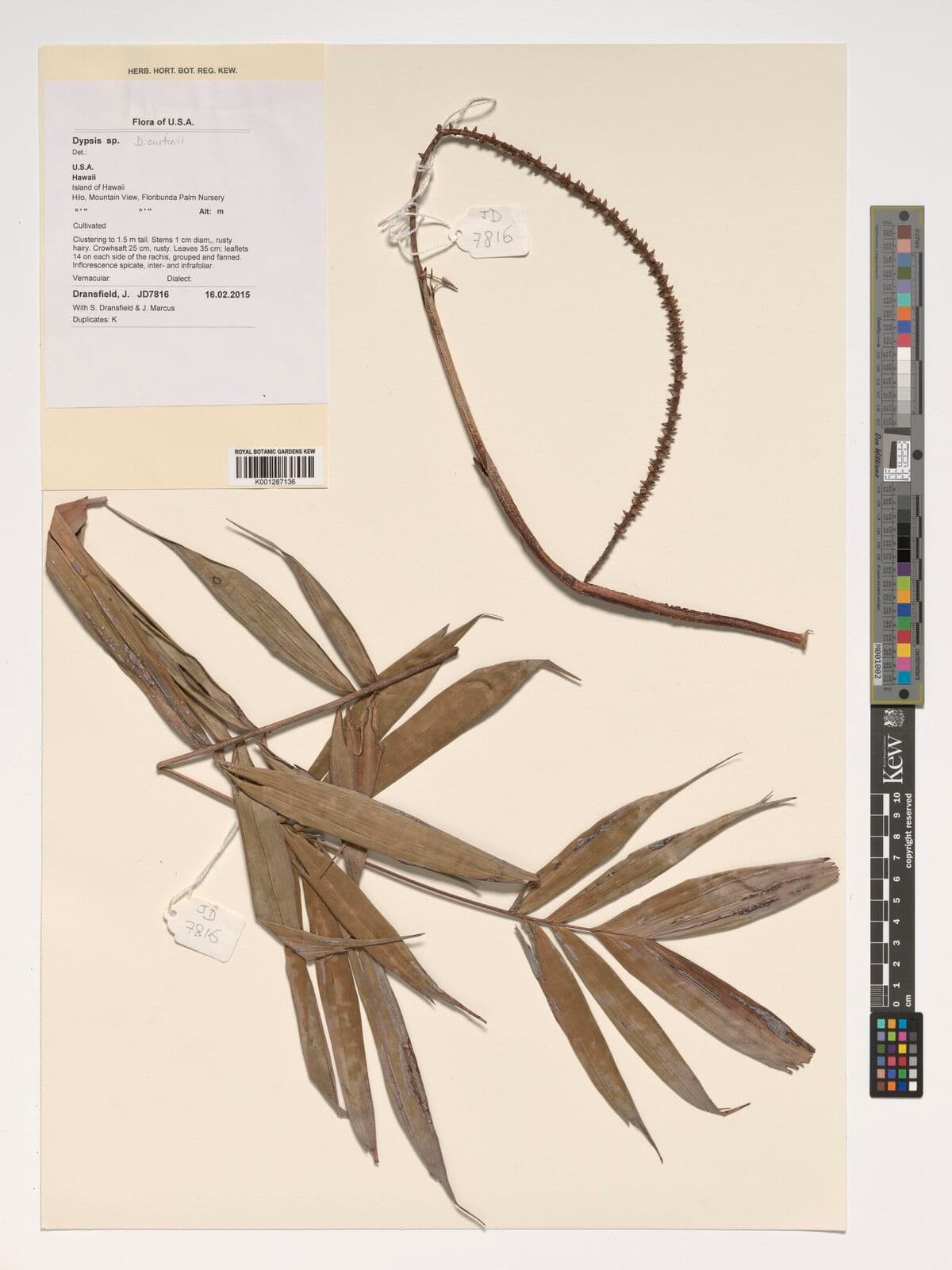 Botanical specimen of Dypsis Curtisii.