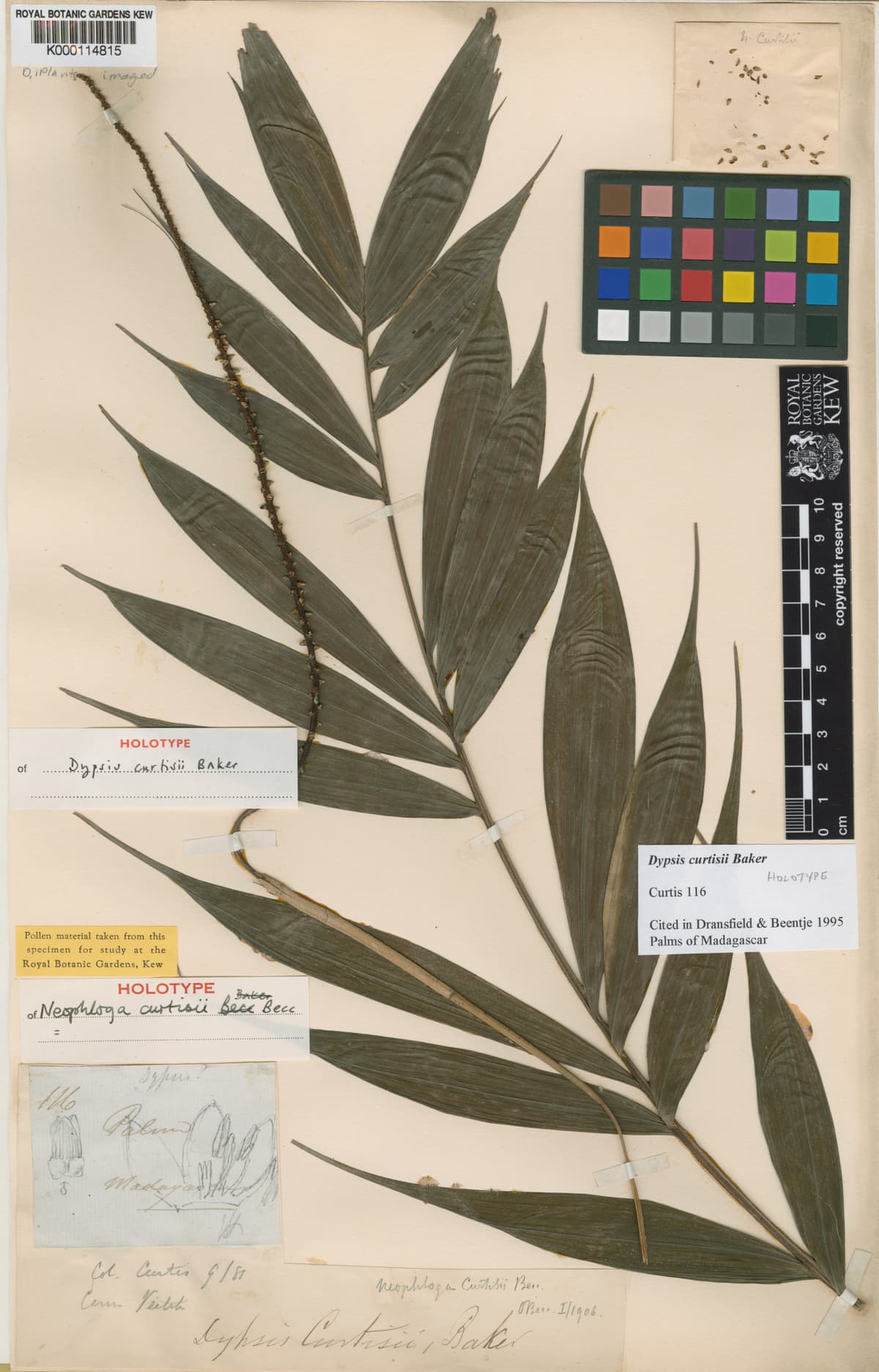 Botanical specimen of Dypsis Curtisii.
