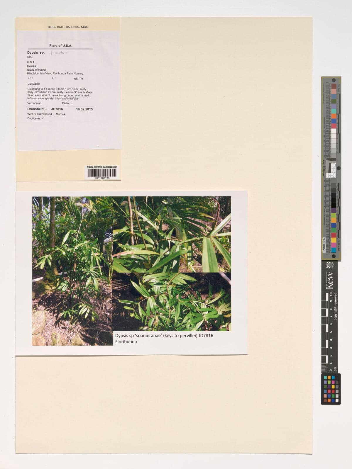 Botanical specimen of Dypsis Curtisii.