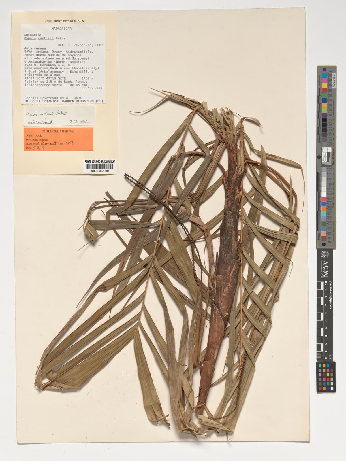 Botanical specimen of Dypsis Curtisii.