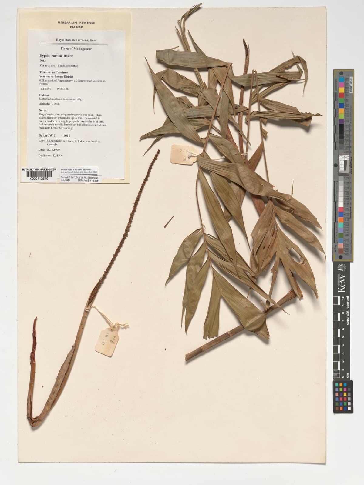 Botanical specimen of Dypsis Curtisii.