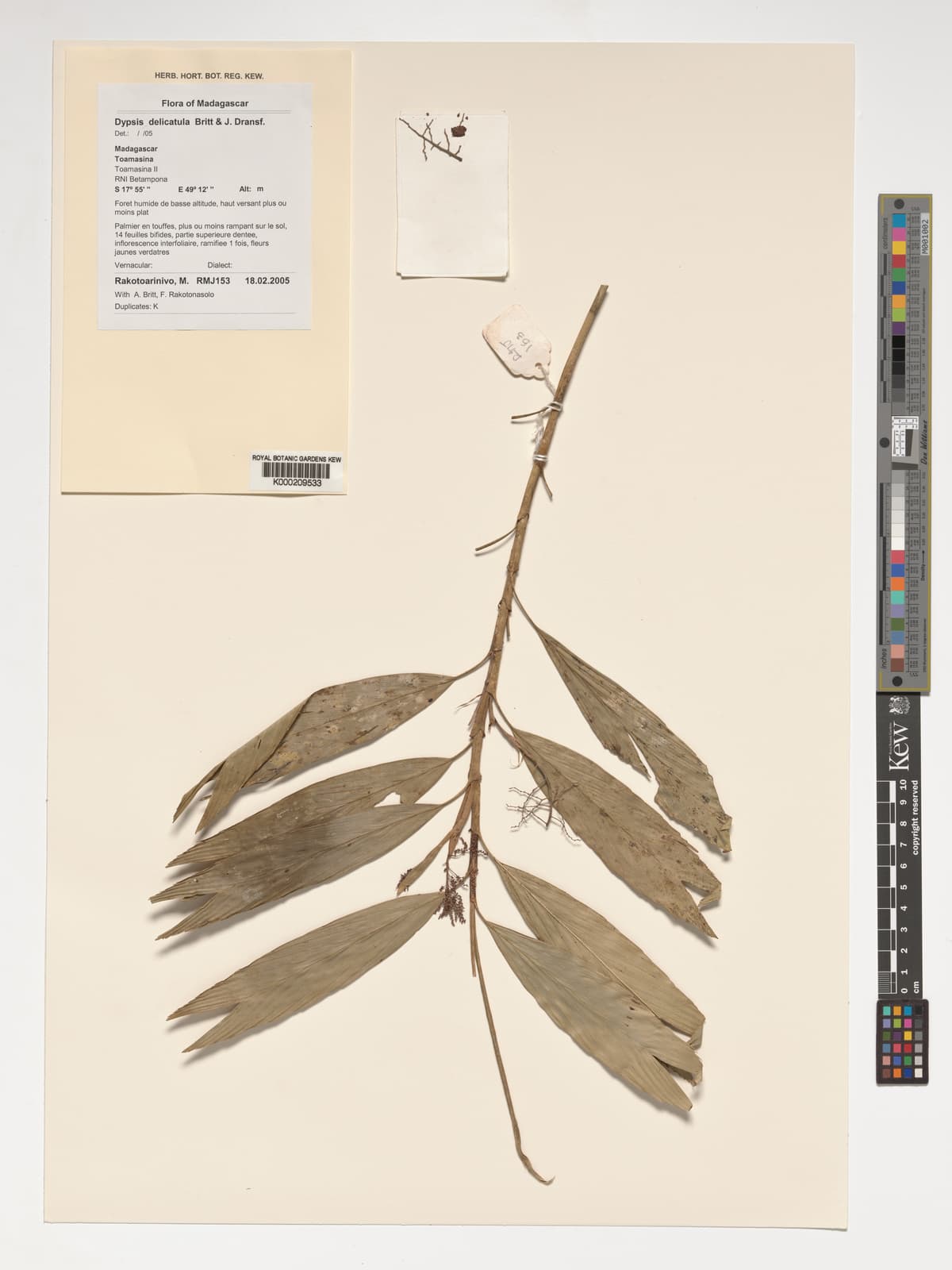 Botanical specimen of Dypsis Delicatula.
