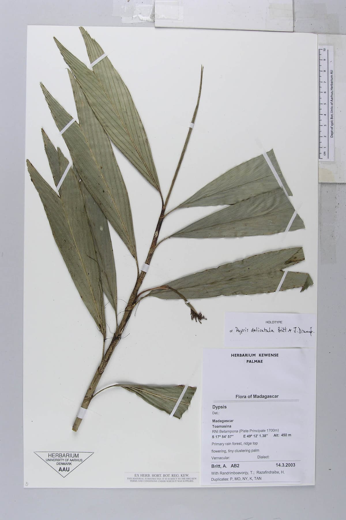 Botanical specimen of Dypsis Delicatula.