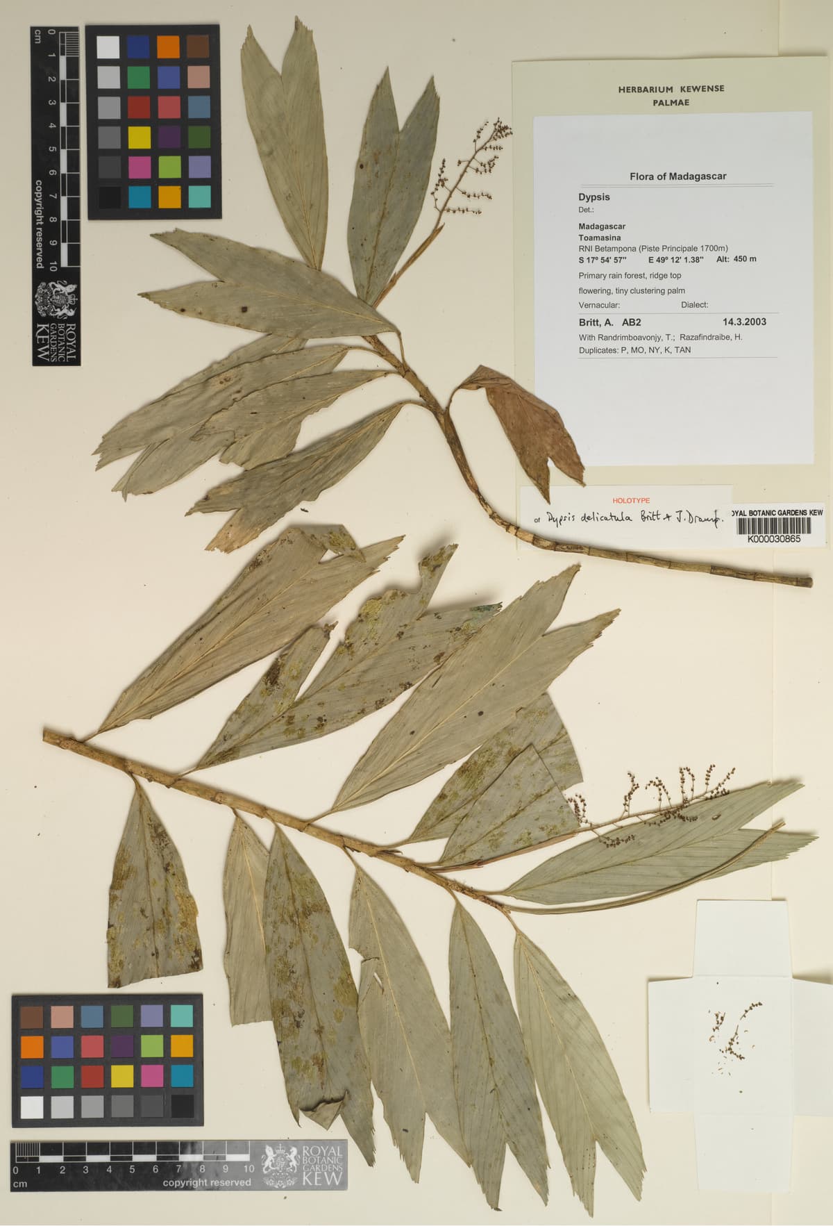 Botanical specimen of Dypsis Delicatula.