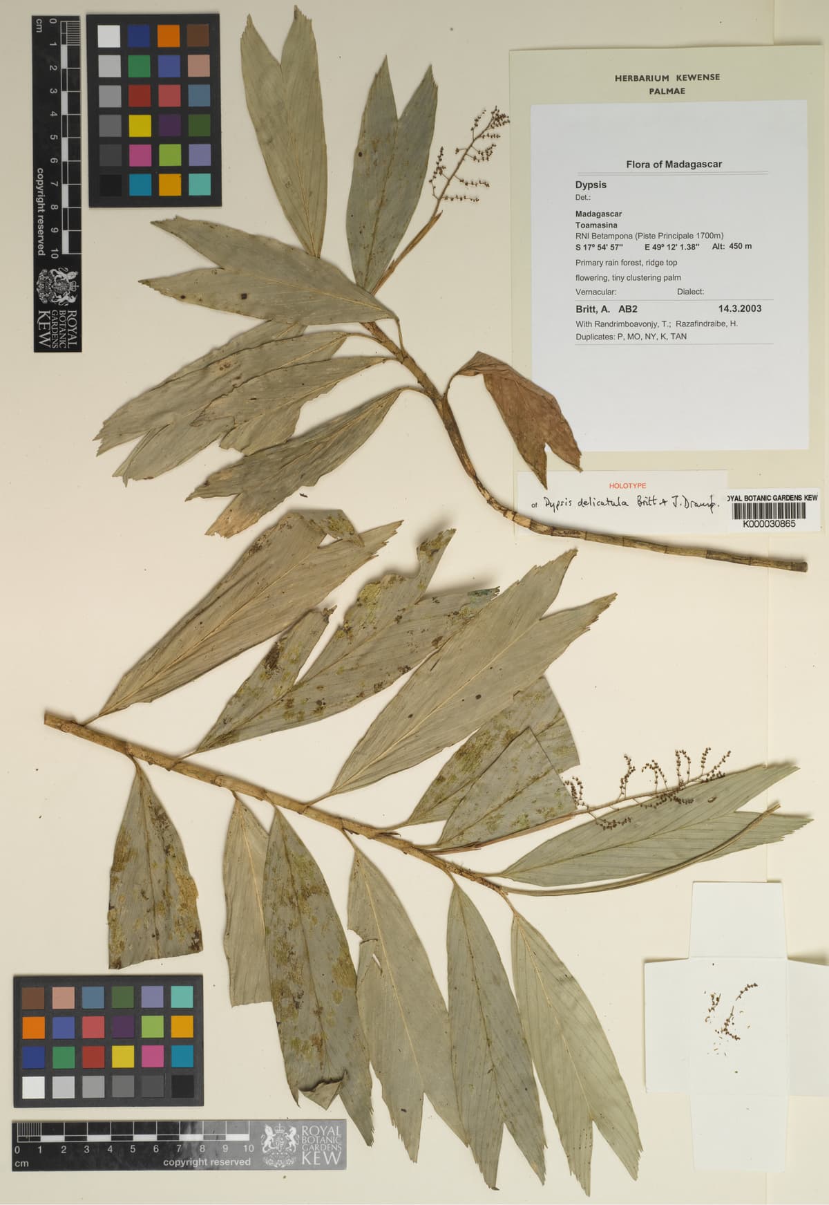 Botanical specimen of Dypsis Delicatula.
