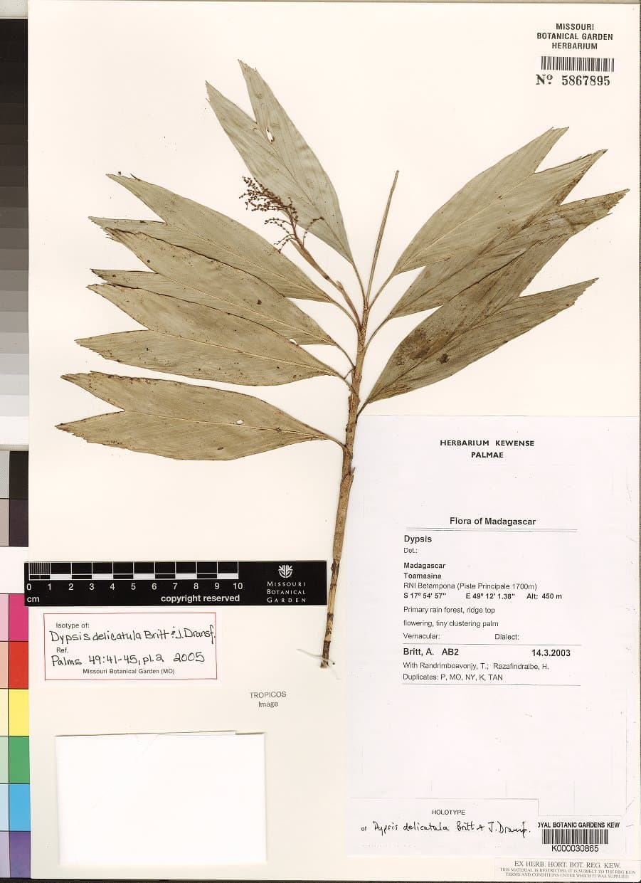 Botanical specimen of Dypsis Delicatula.