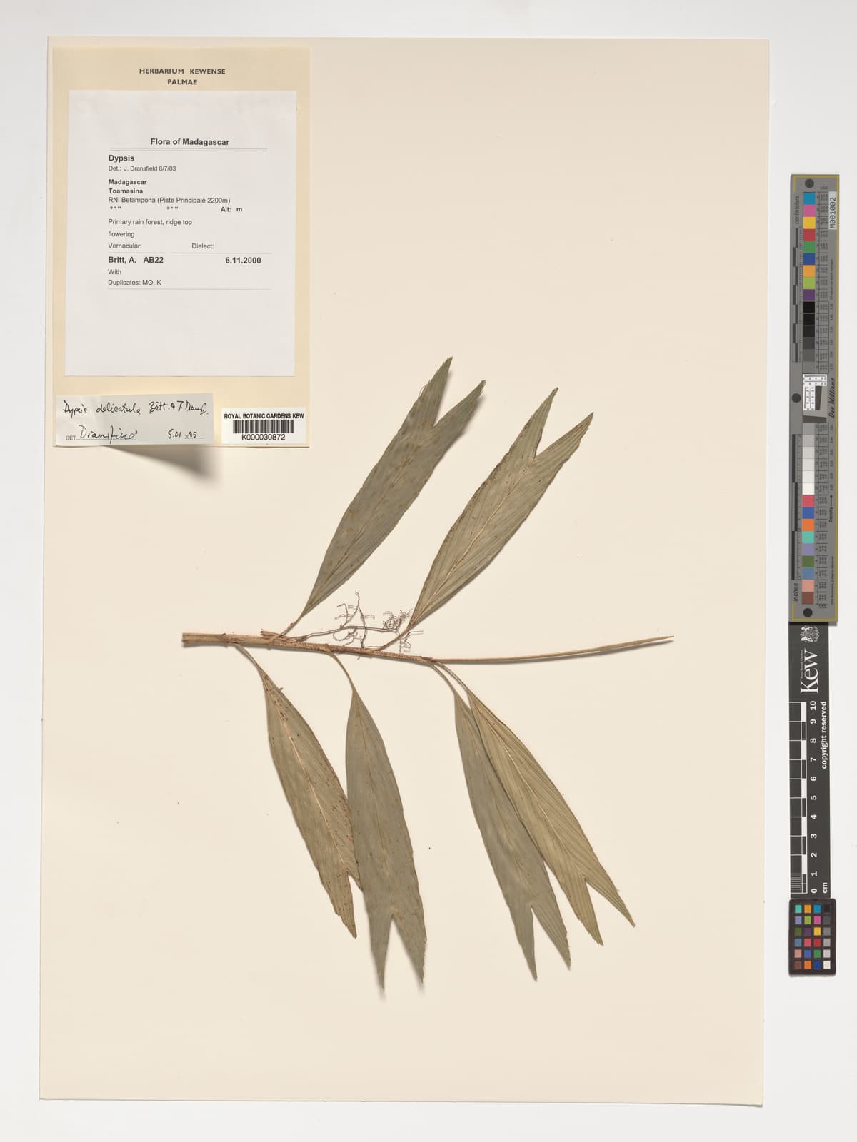 Botanical specimen of Dypsis Delicatula.