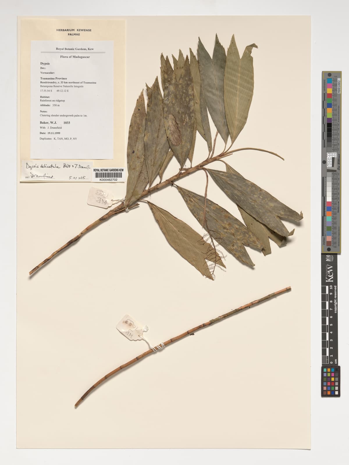 Botanical specimen of Dypsis Delicatula.