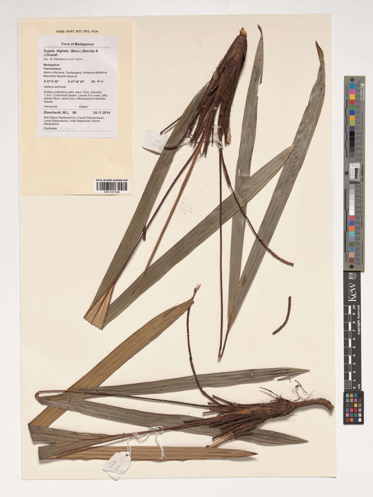 Botanical specimen of Dypsis Digitata.