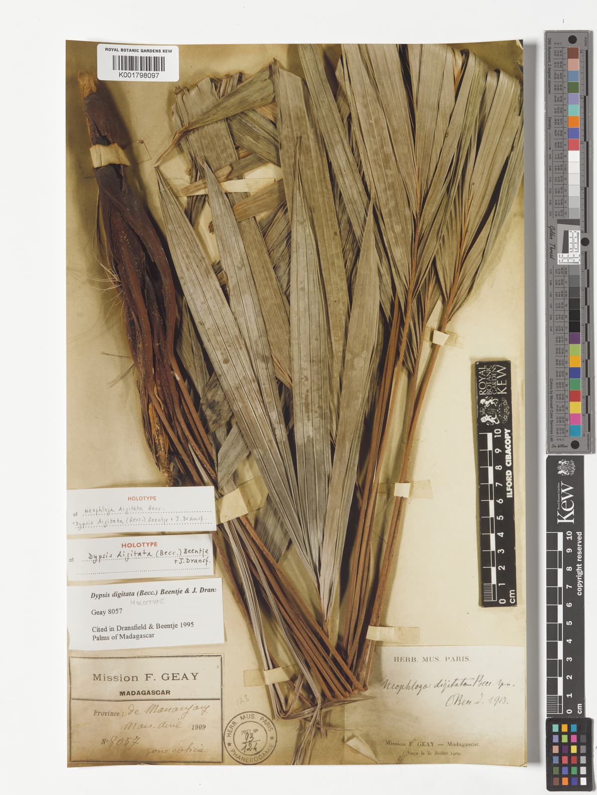 Botanical specimen of Dypsis Digitata.