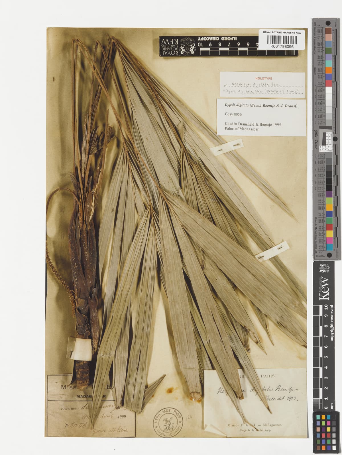 Botanical specimen of Dypsis Digitata.