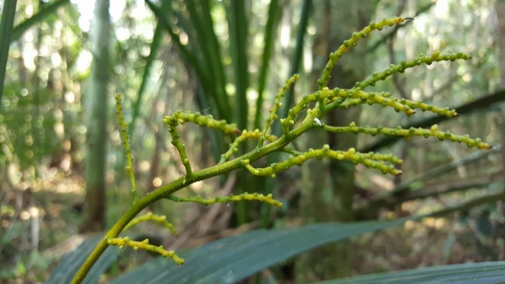 Botanical specimen of Dypsis Dracaenoides.