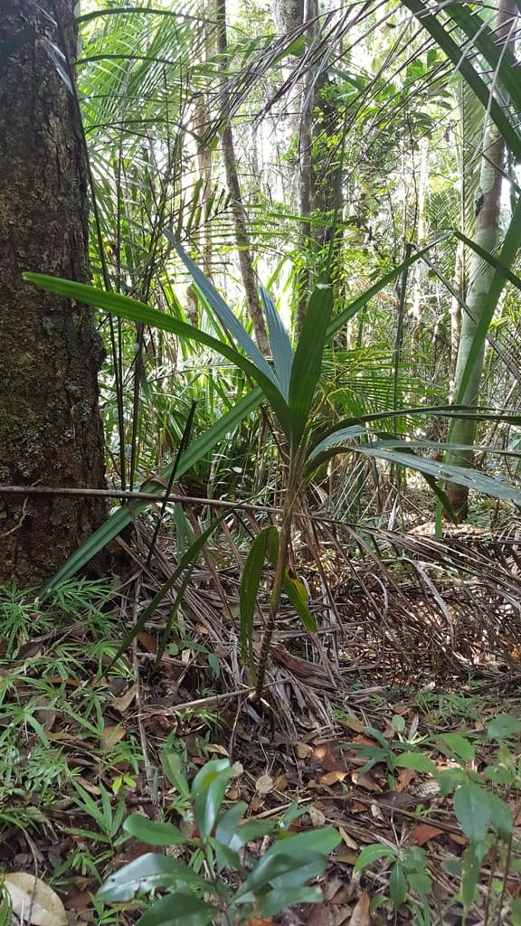 Botanical specimen of Dypsis Dracaenoides.