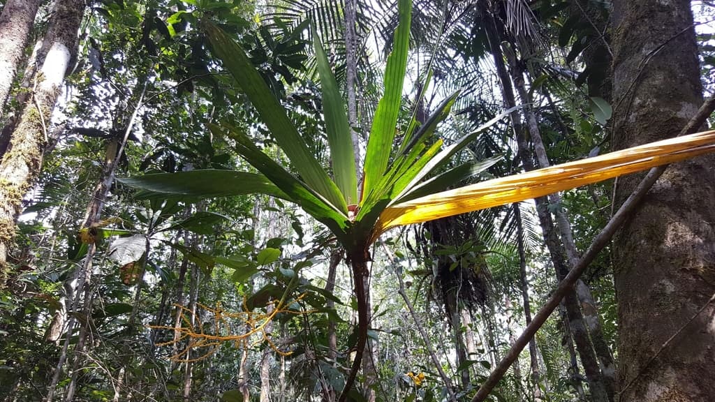 Botanical specimen of Dypsis Dracaenoides.