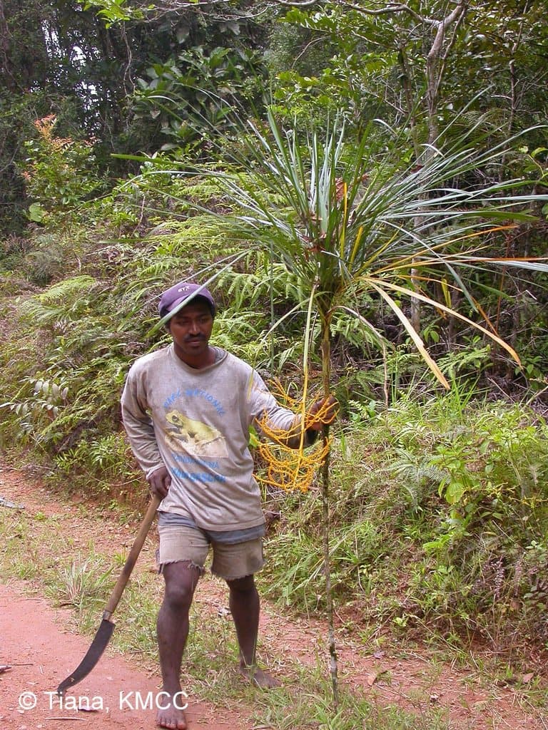 Botanical specimen of Dypsis Dracaenoides.