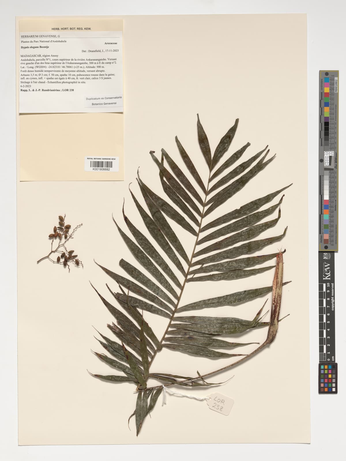 Botanical specimen of Dypsis Elegans.