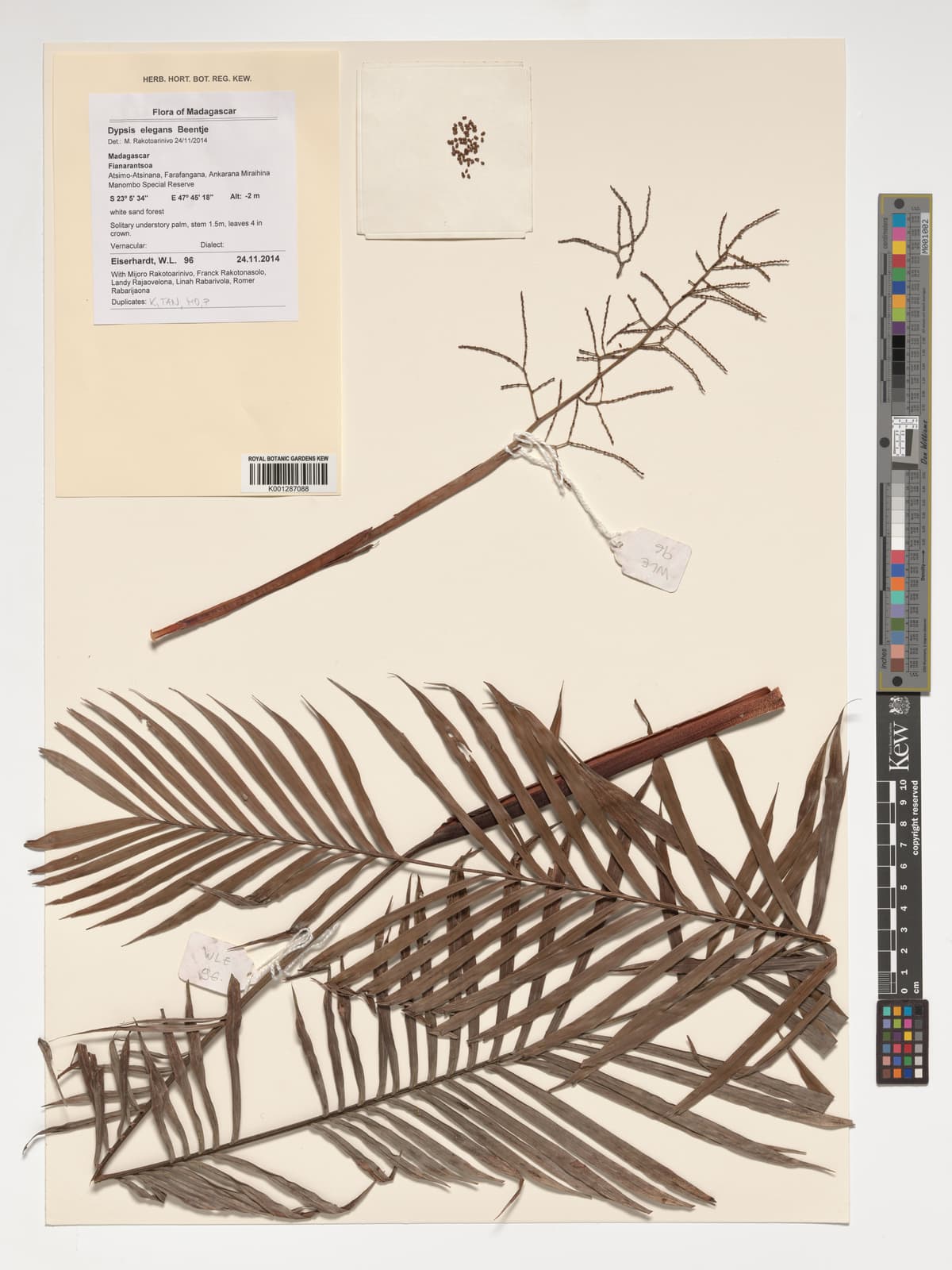 Botanical specimen of Dypsis Elegans.