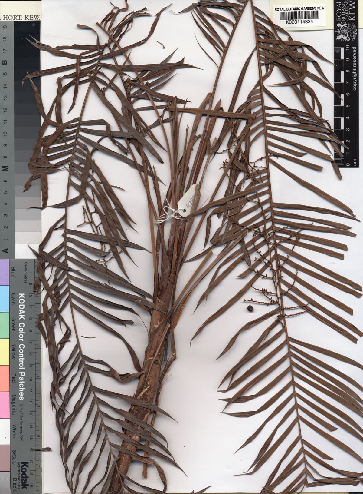 Botanical specimen of Dypsis Elegans.