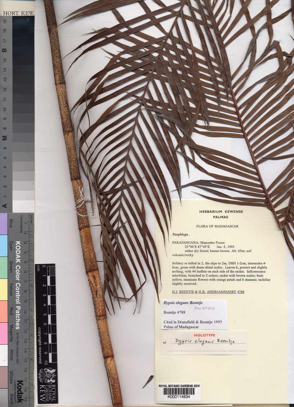Botanical specimen of Dypsis Elegans.
