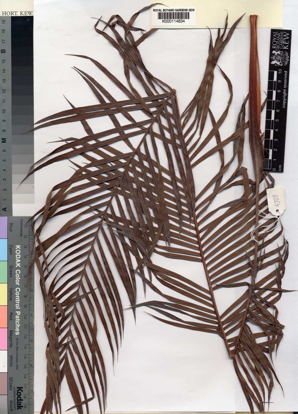 Botanical specimen of Dypsis Elegans.