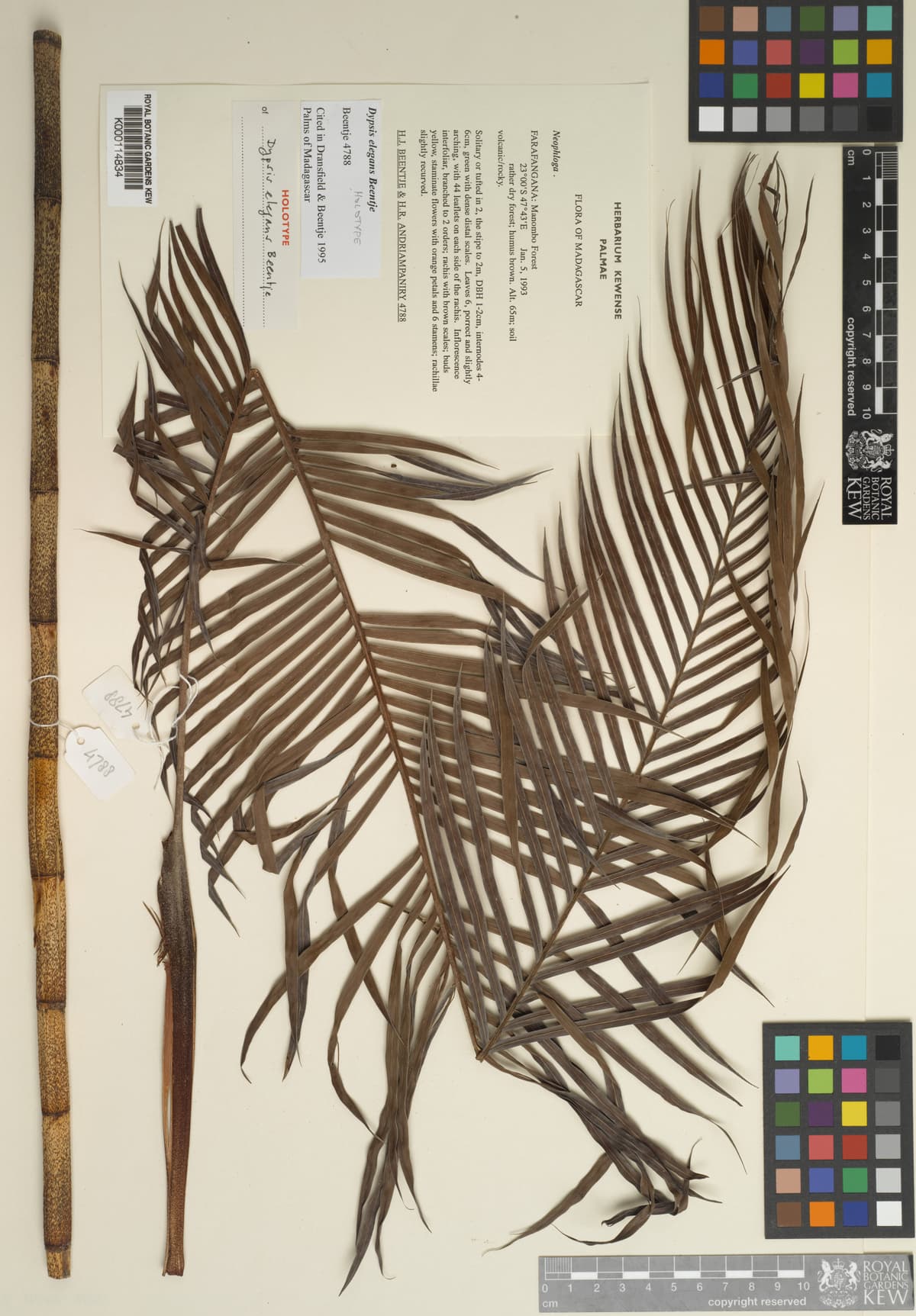 Botanical specimen of Dypsis Elegans.