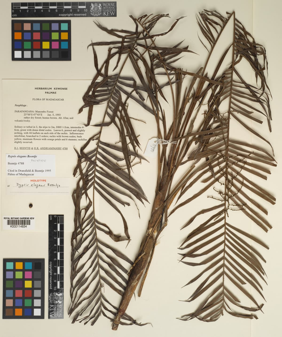 Botanical specimen of Dypsis Elegans.