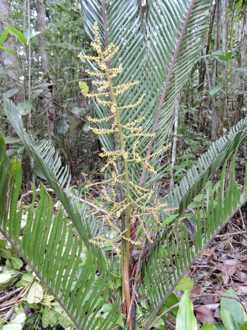 Botanical specimen of Dypsis Elegans.