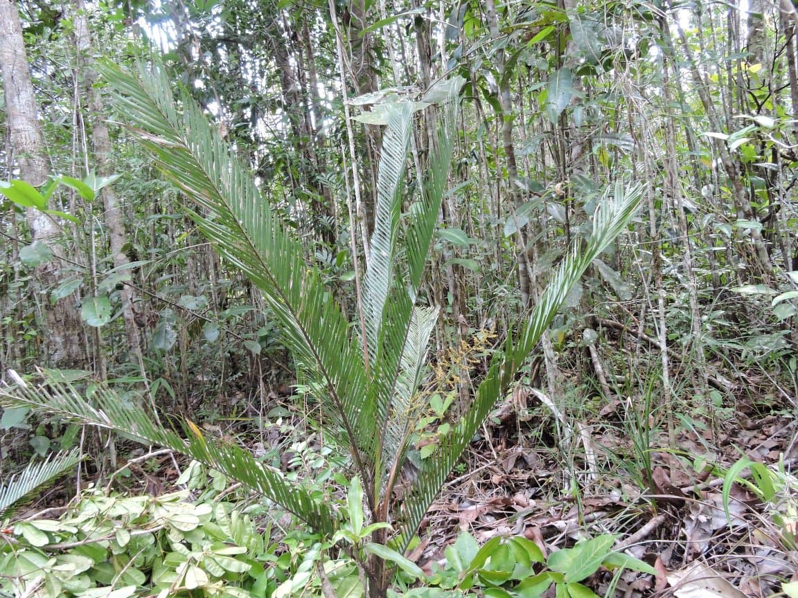 Botanical specimen of Dypsis Elegans.