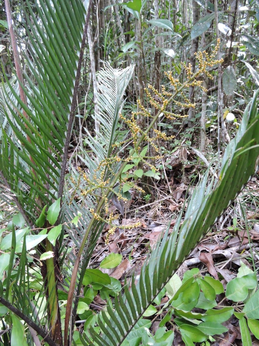 Botanical specimen of Dypsis Elegans.
