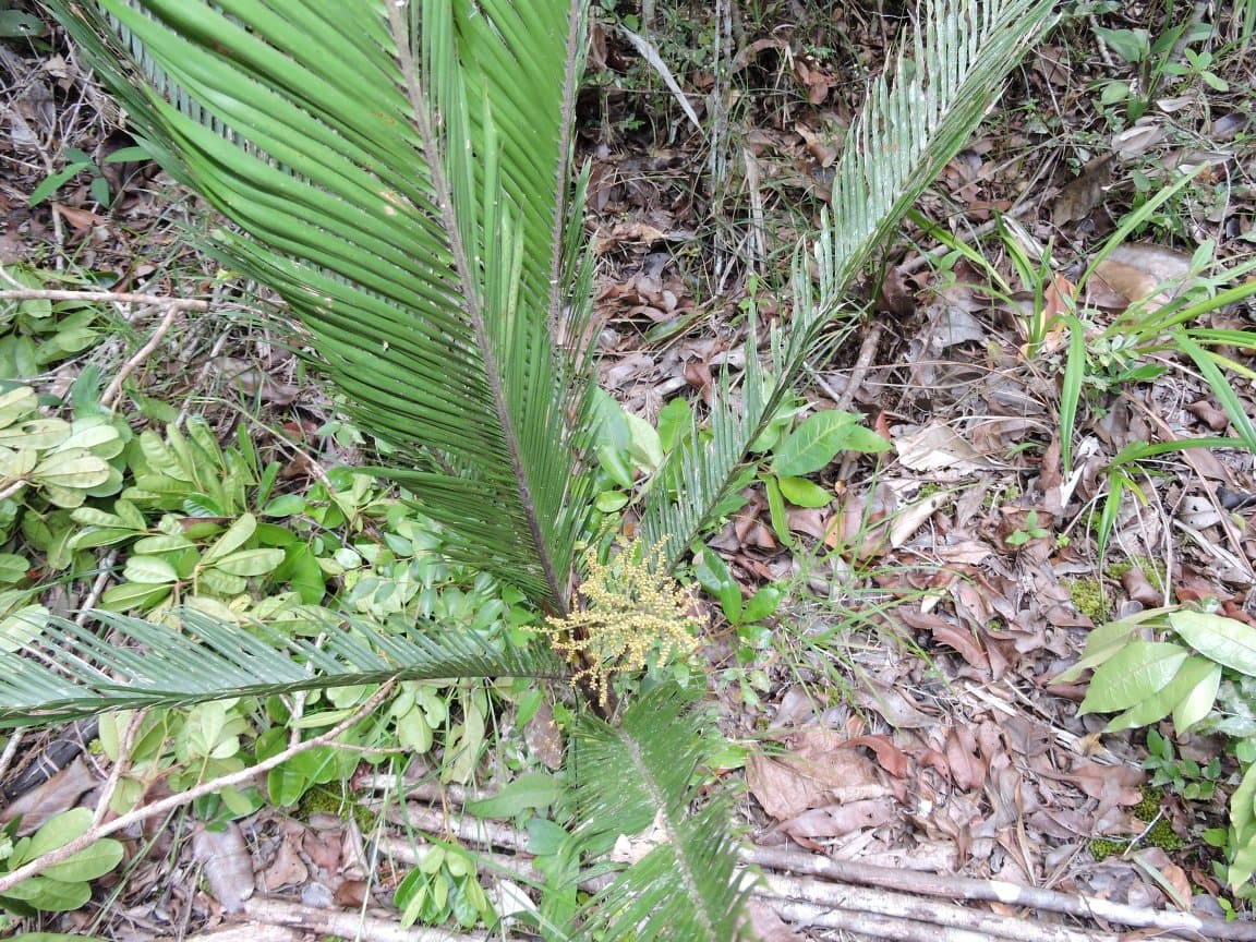Botanical specimen of Dypsis Elegans.