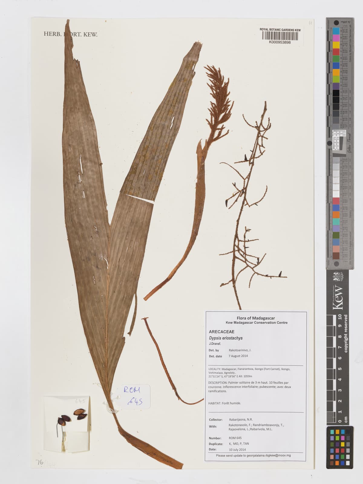 Botanical specimen of Dypsis Eriostachys.