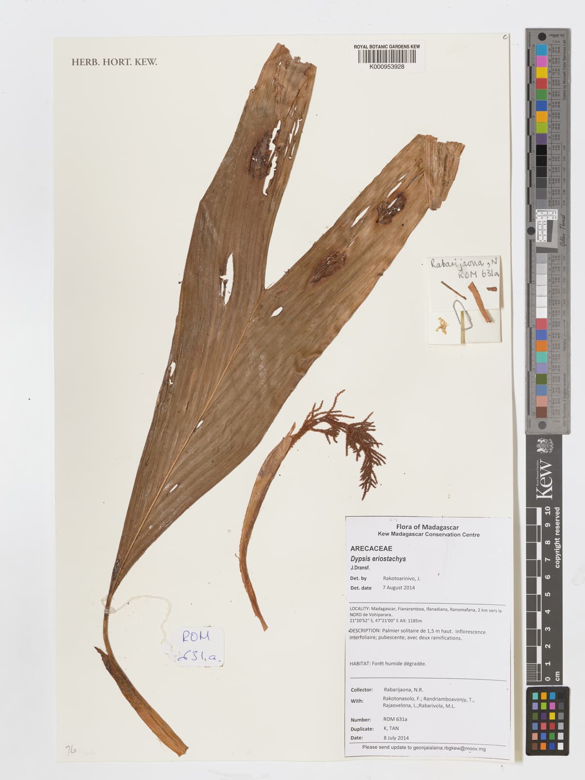 Botanical specimen of Dypsis Eriostachys.