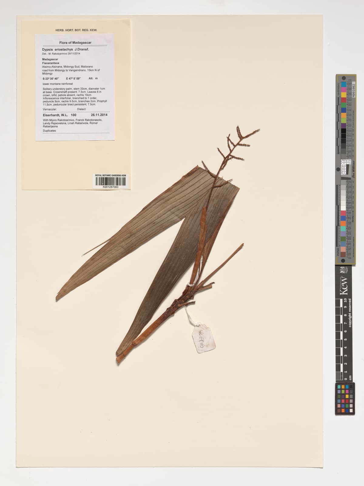 Botanical specimen of Dypsis Eriostachys.