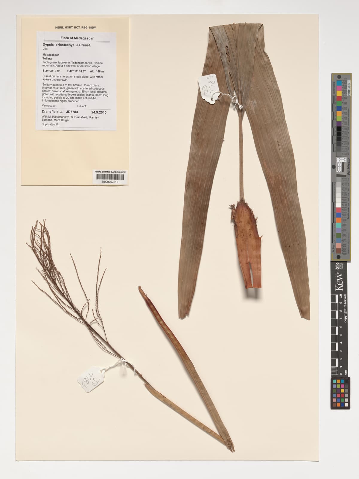 Botanical specimen of Dypsis Eriostachys.