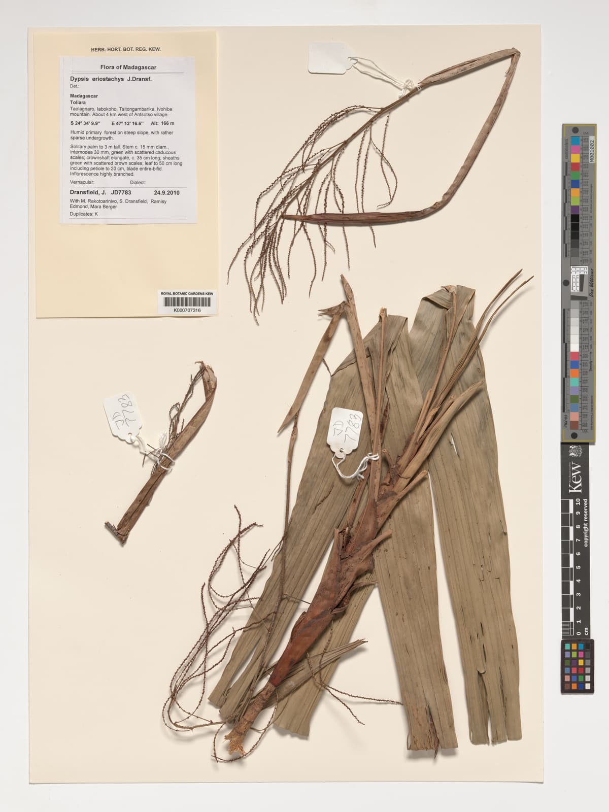 Botanical specimen of Dypsis Eriostachys.