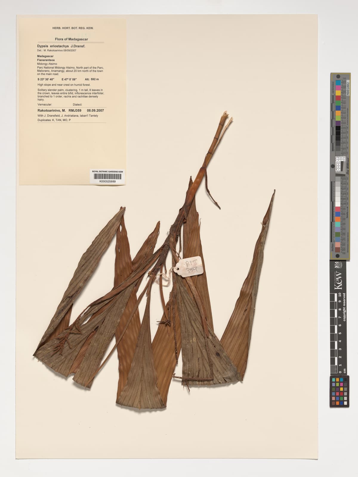 Botanical specimen of Dypsis Eriostachys.