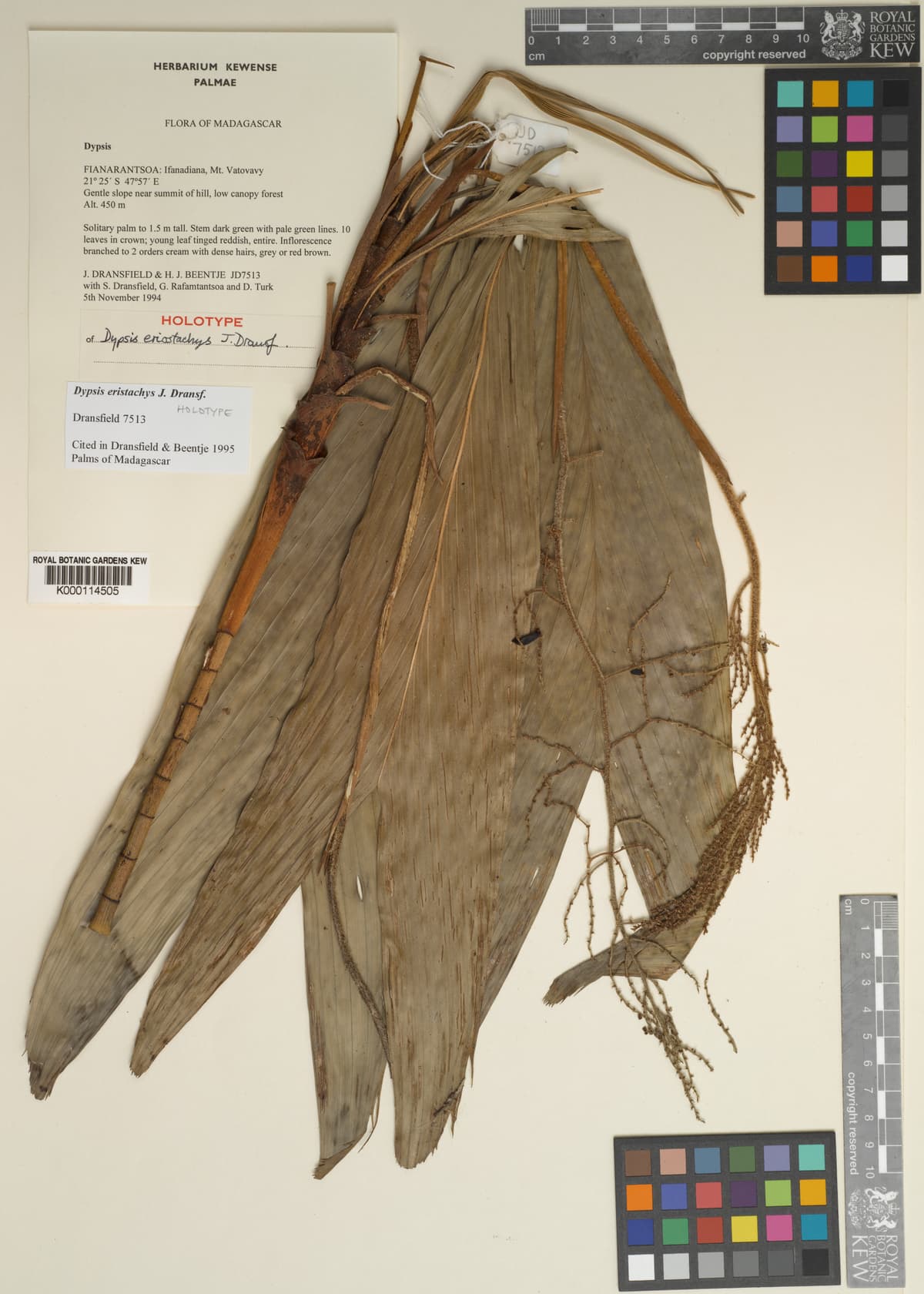 Botanical specimen of Dypsis Eriostachys.
