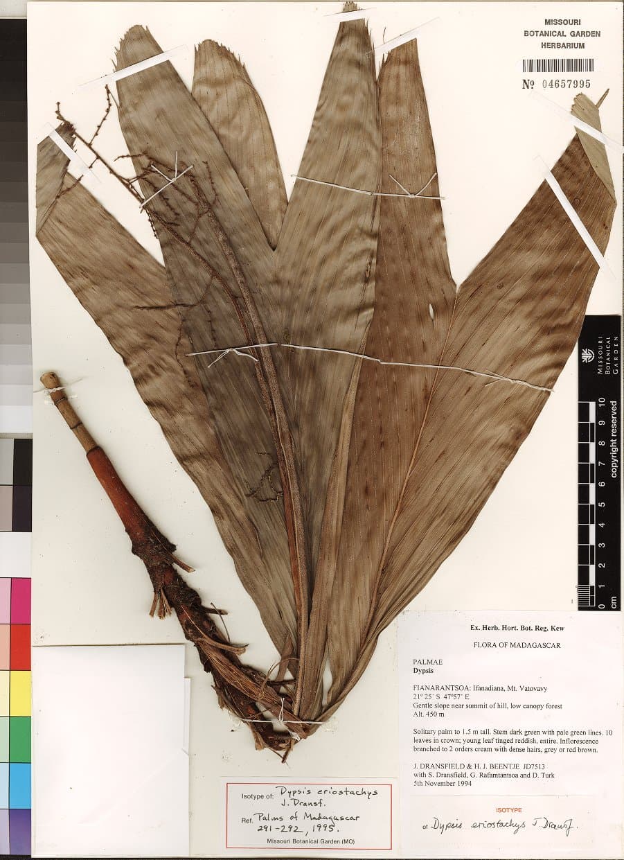 Botanical specimen of Dypsis Eriostachys.